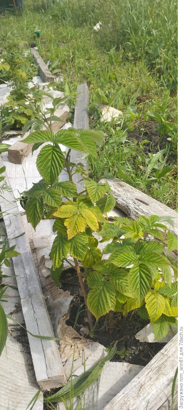 Куст малины