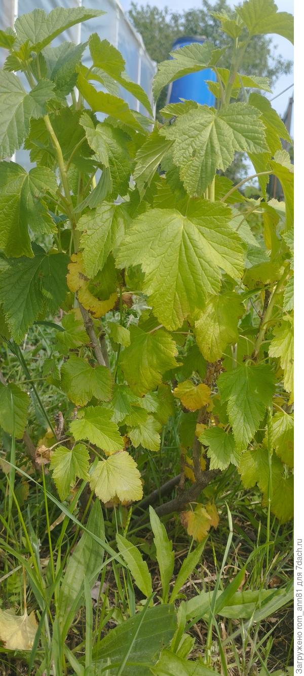 Куст смородины