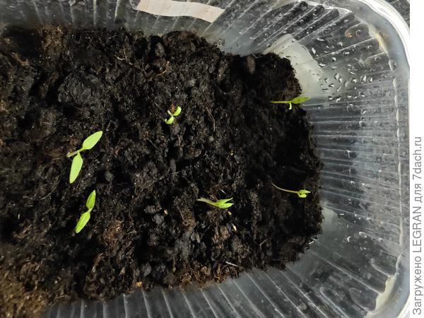 Рассада черри