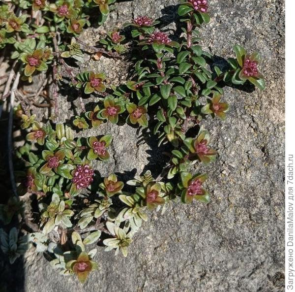 Какое-то растение