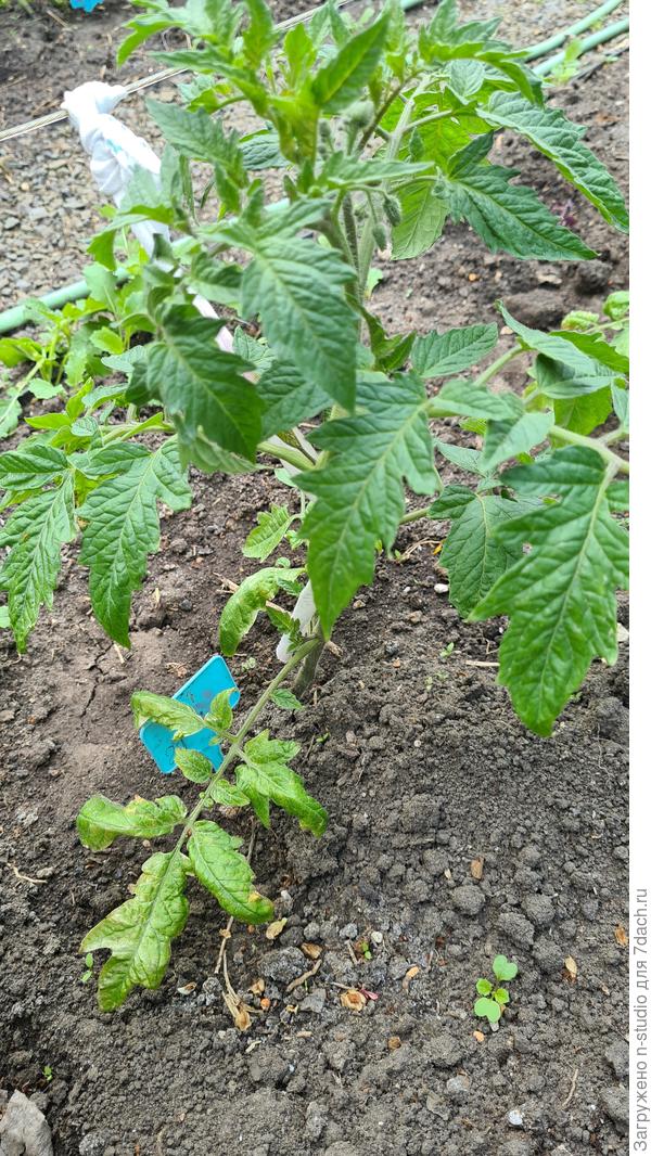 Это соседний куст  , нижние листья тоже странные