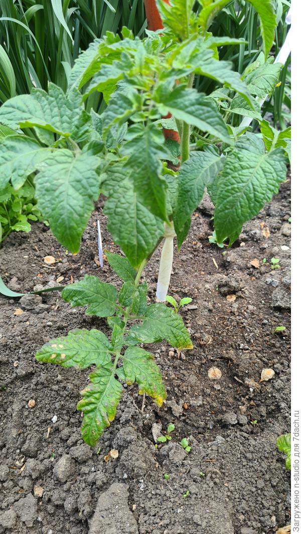 Вот  с него этот лист и сорвала