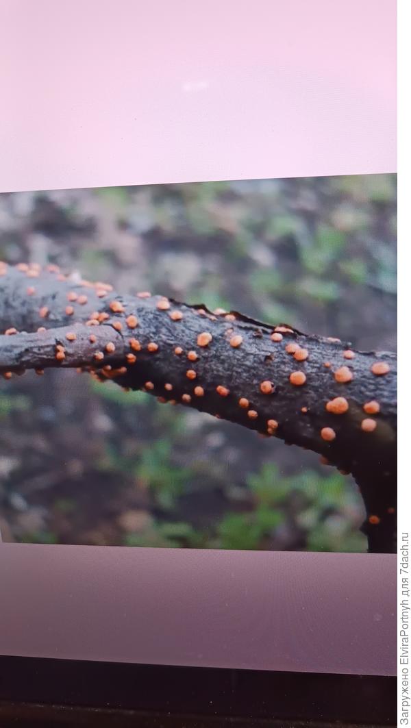 Что с этим делать на стволе яблони?