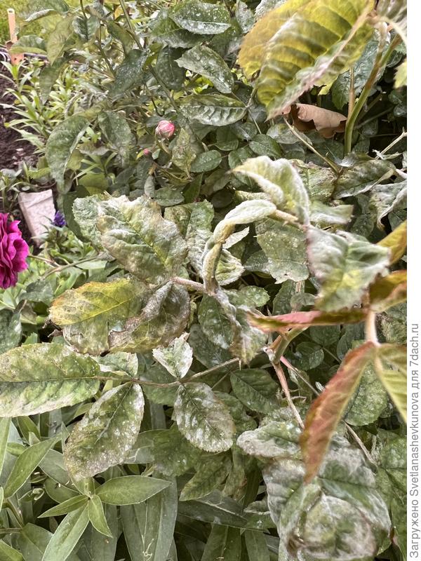 Вот в таком состоянии роза