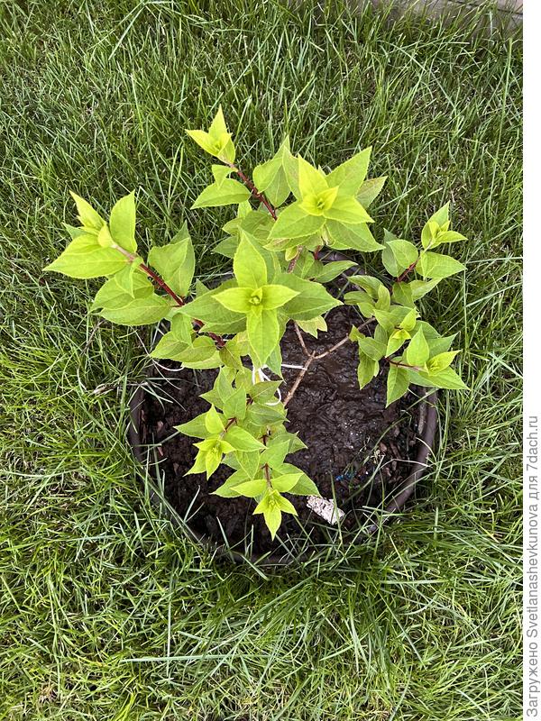 На фото кустик выглядит жёлтым, такое освещение, в жизни он более зеленый