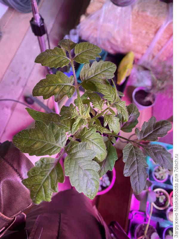 Пятна такие