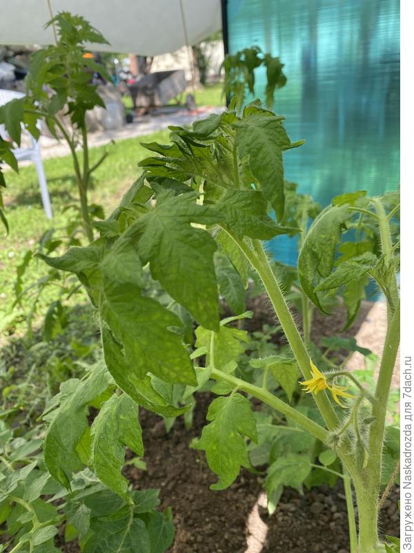 Почему так листья скрутились ?