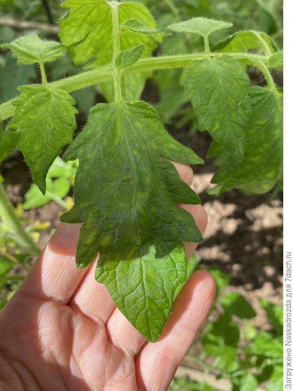 Пятна на листьях