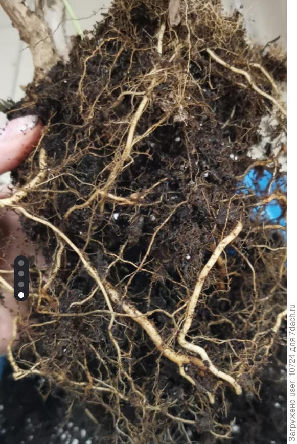 Вот примерно так выглядят корни