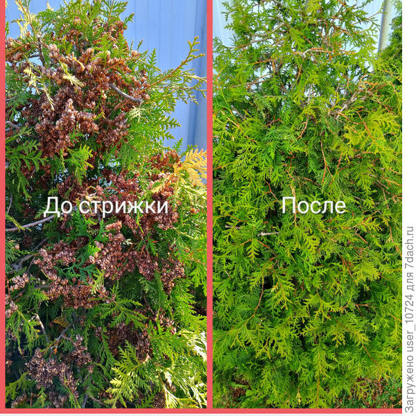 Состригла шишки с туи брабанд. И не отпадают они сами. Висят с позапрошлого сезона. Очень сильно пожалела что не состригла сразу. Столько драгоценных побегов потеряно.