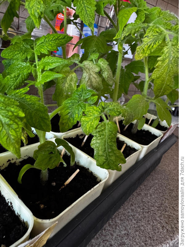 Листья томата