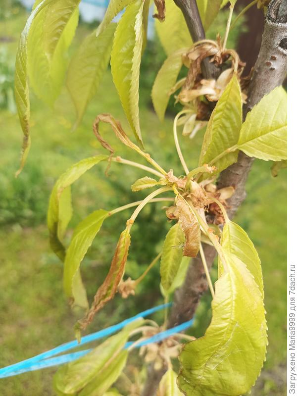 Пораженные листья черешни