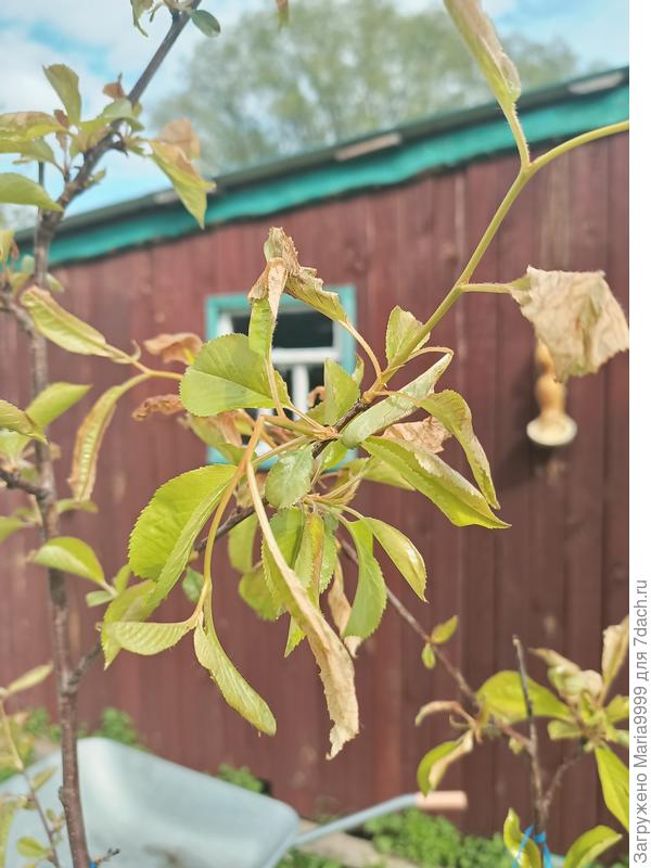 Пораженные листья вишни