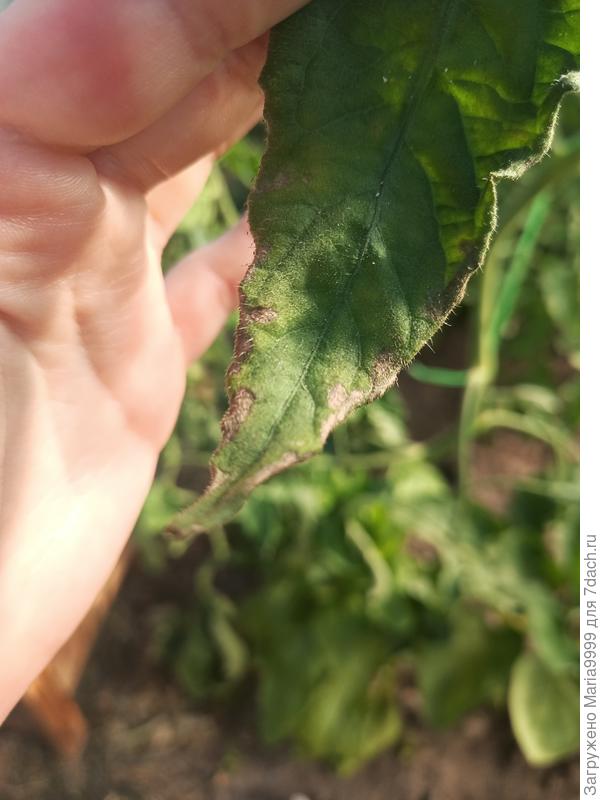 Коричневые пятна