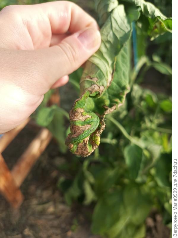 Коричневые пятна