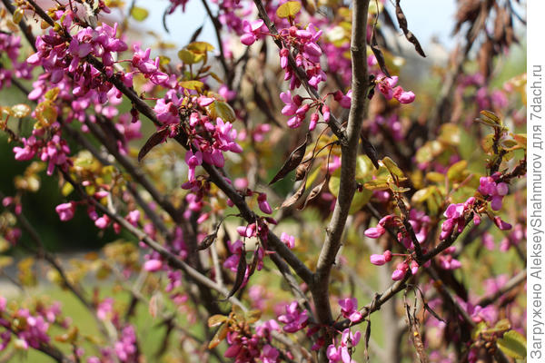 небольшое деревце с розовыми лепестками