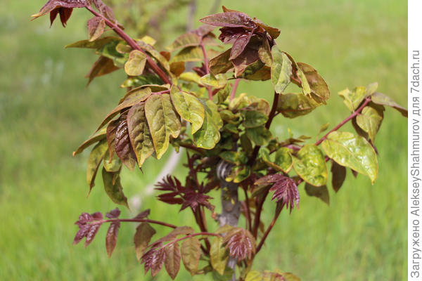 небольшое деревце, растущее в одиночестве