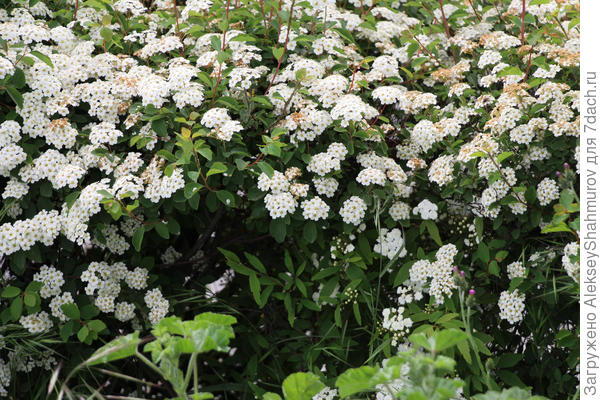 кусты с белыми цветками