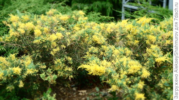 Помогите определить название и тип растения