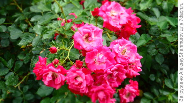 какой сорт роз на фотографии