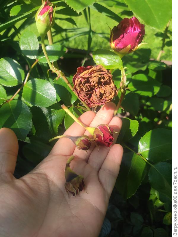 Отваливаются бутоны