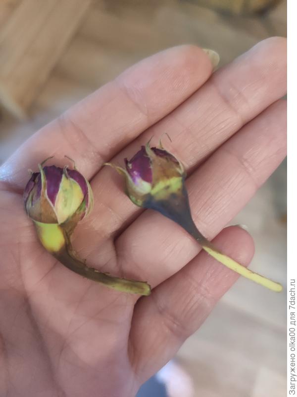 Низ бутонов почернел