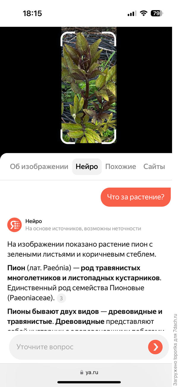 Яндекс начал писать на пион но я тоже сомневаюсь сильно что пион тк у меня тонкие стебельки пиона и их много рядом