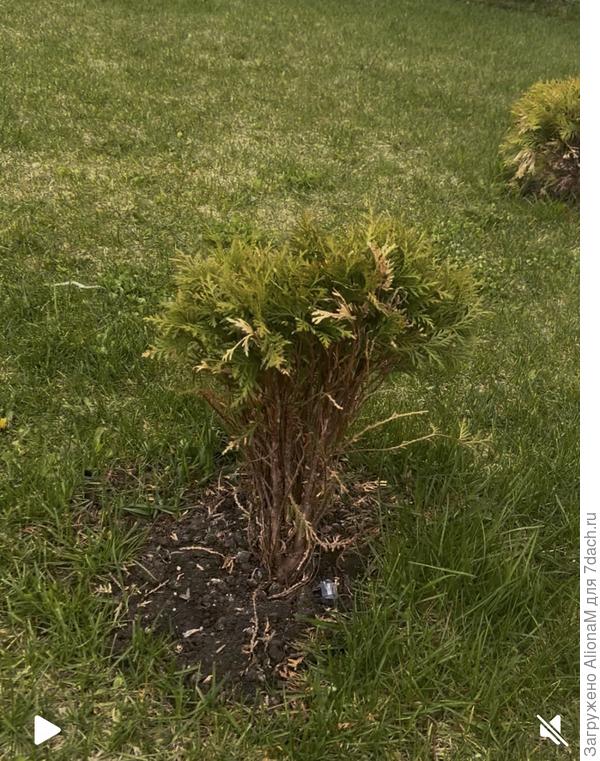 Посадили туи в конце октября очень красивые шарики ,с зимы вышли вот такие ужасеые,собаки кошки нет …я уже отработала их и эпином , и цирконом и ракурс и удобрила зеленой иглой , кто знает в чем проблема ?