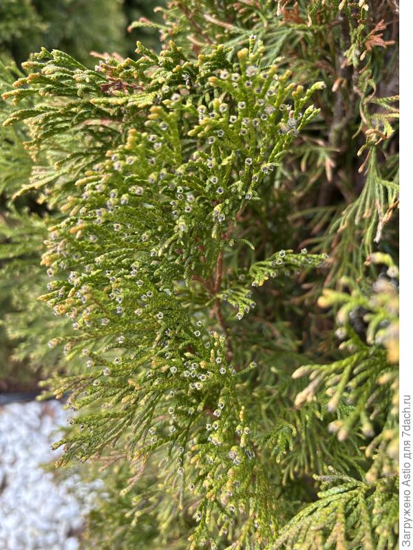 Молодые побеги желтеют и появляются черные точки