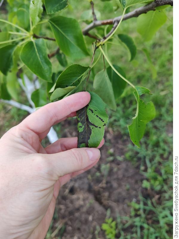 Вот так скручиваются листья и становятся черными