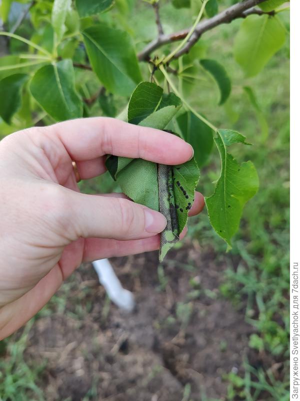 Было у одной груши теперь и у другой тоже