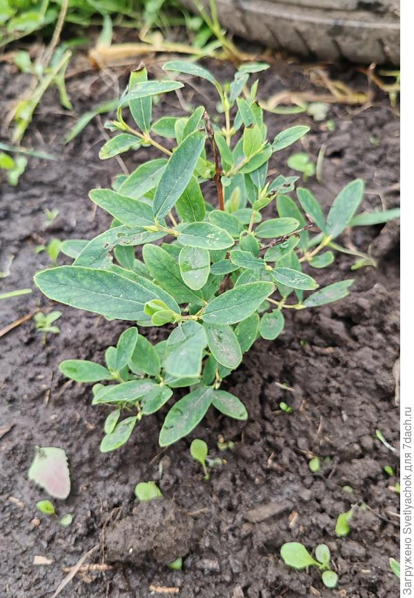 Это жимолость. Посадили 2 месяца назад. Тоже не растет