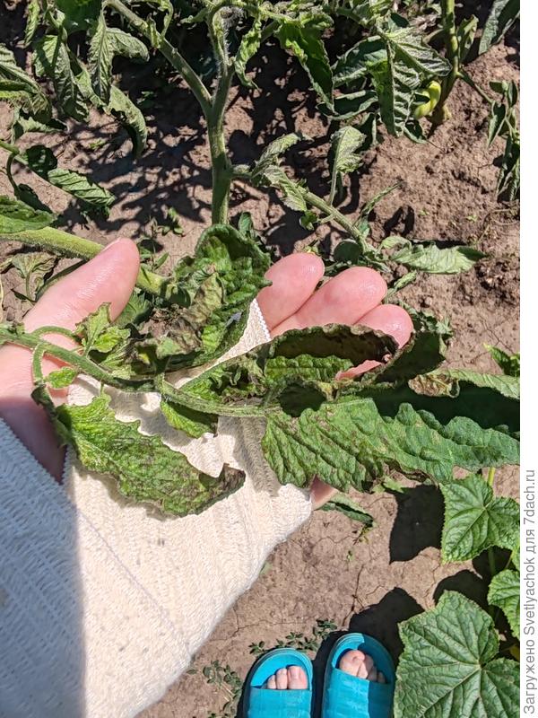 Куст томата