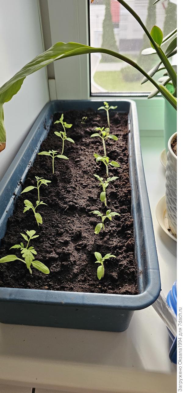 На текущую дату