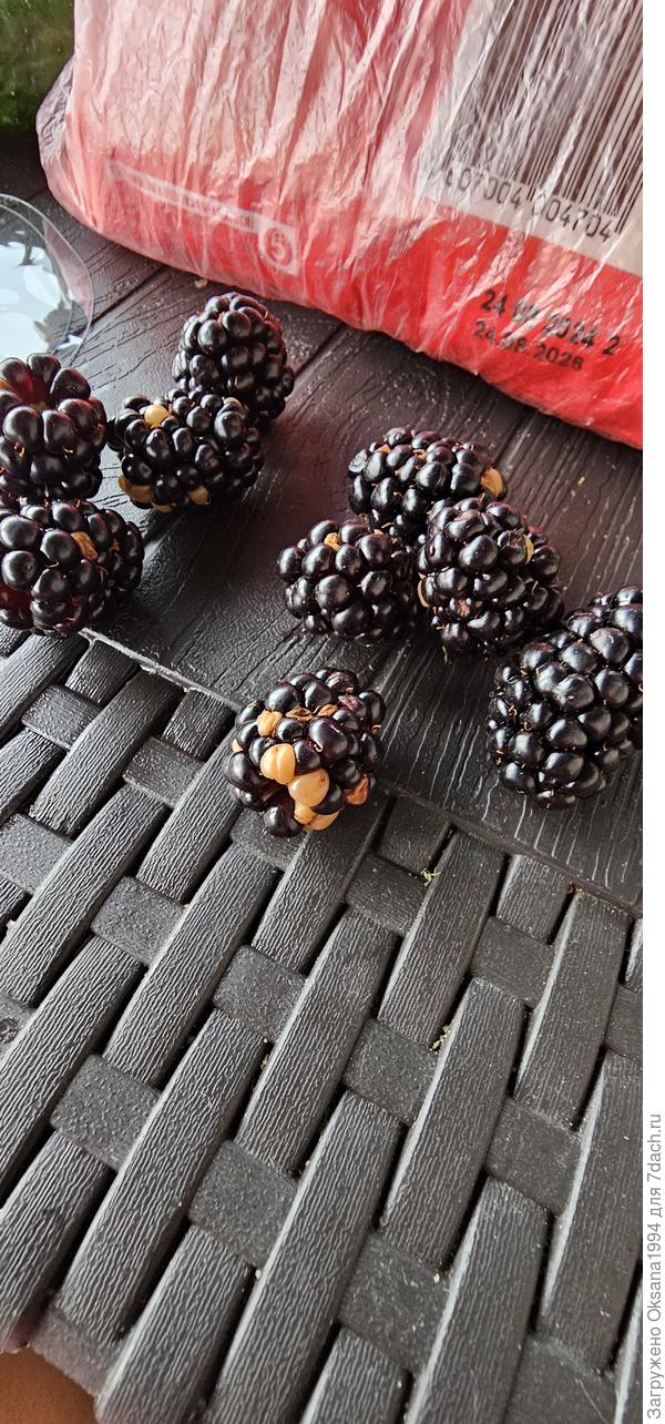 Ягоды ежевики