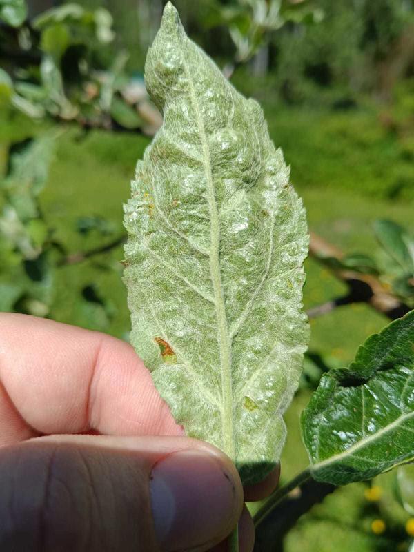 лист яблони