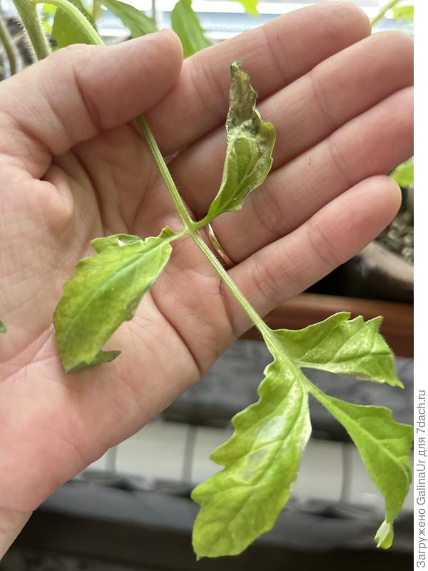 Рассада томата , что с ними ? Чем обработать? Или их уже не спасти ?