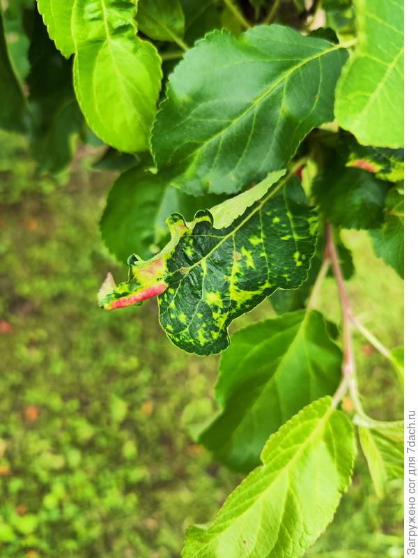 Листья яблони