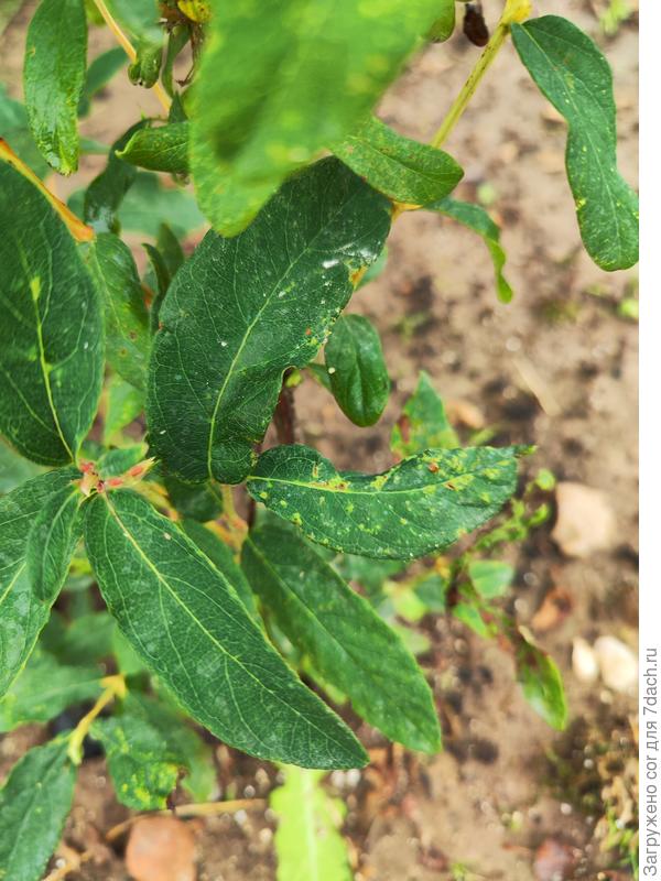 Лисья жимолости