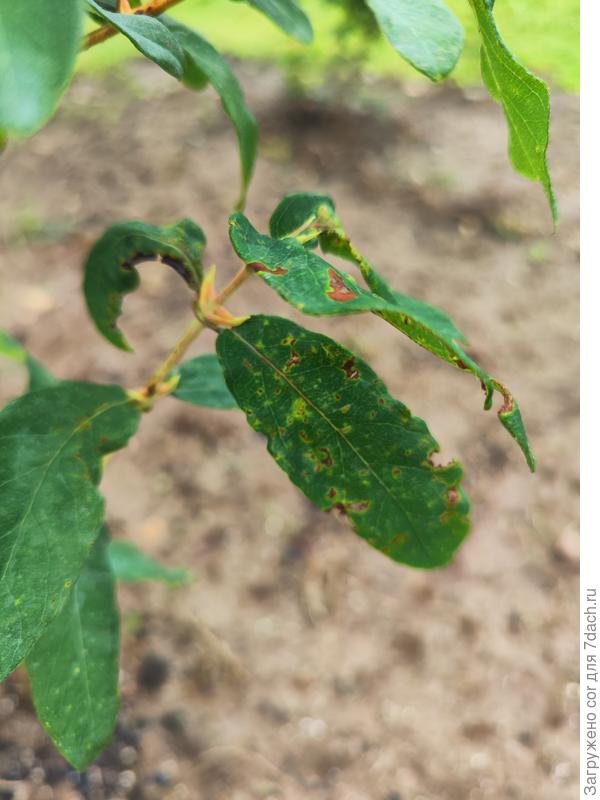 Листья жимолости