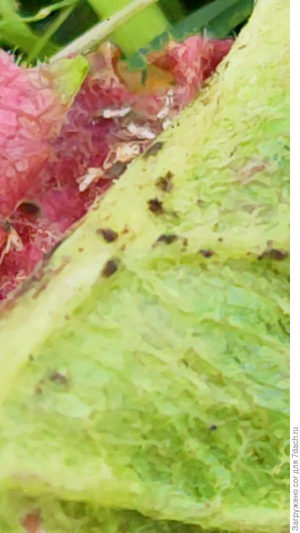 Листочек яблони изнутри