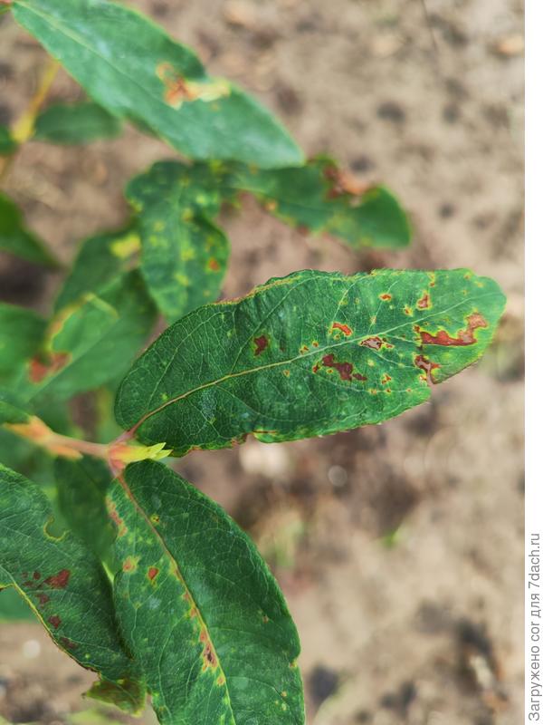 Листья жимолости