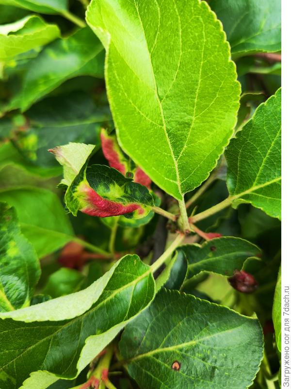 Листья яблони