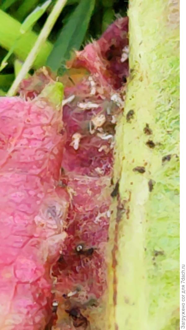 Литочек яблони изнутри