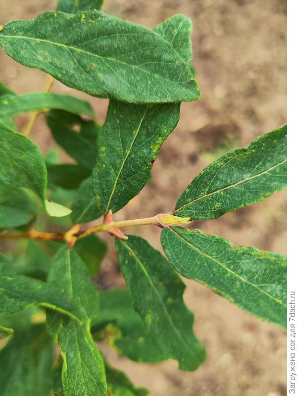 Листья жимолости