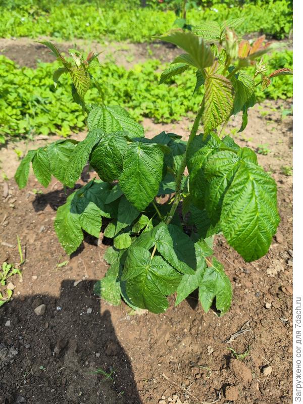 Выпуклые листья иалины