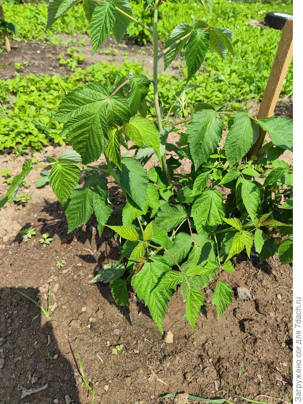 Листья как у остальных кустиков