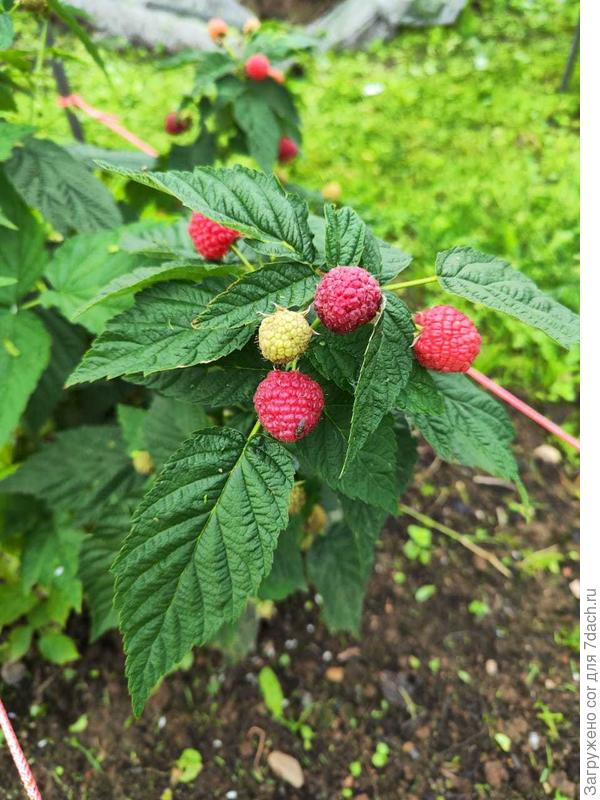 Возможно Химба Топ.