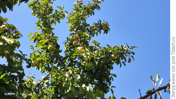 Для ученыех, которые утверждают, что на вертикальных ветках не бывает плодов ))