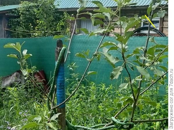 срез по желтой линии